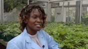 Growing a Better Sweet Potato